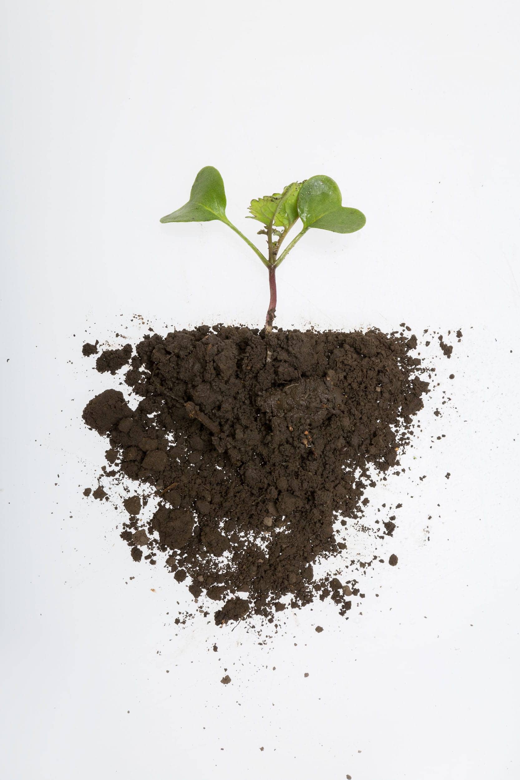 Stylised cross section of a seedling growing showing leaves stalk and dirt, Lincoln.