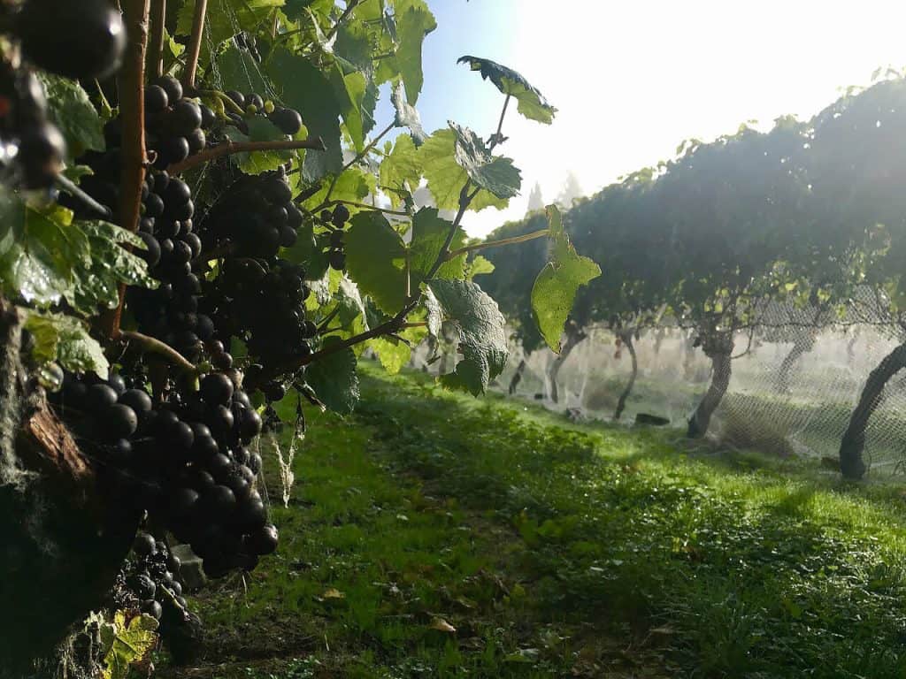 Pinot vines ready for harvest