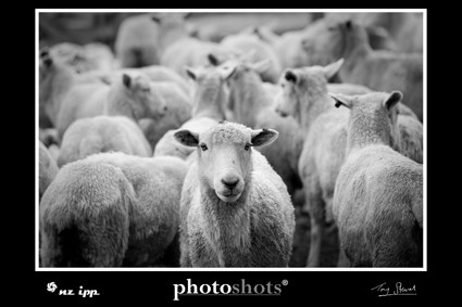 livestock photography