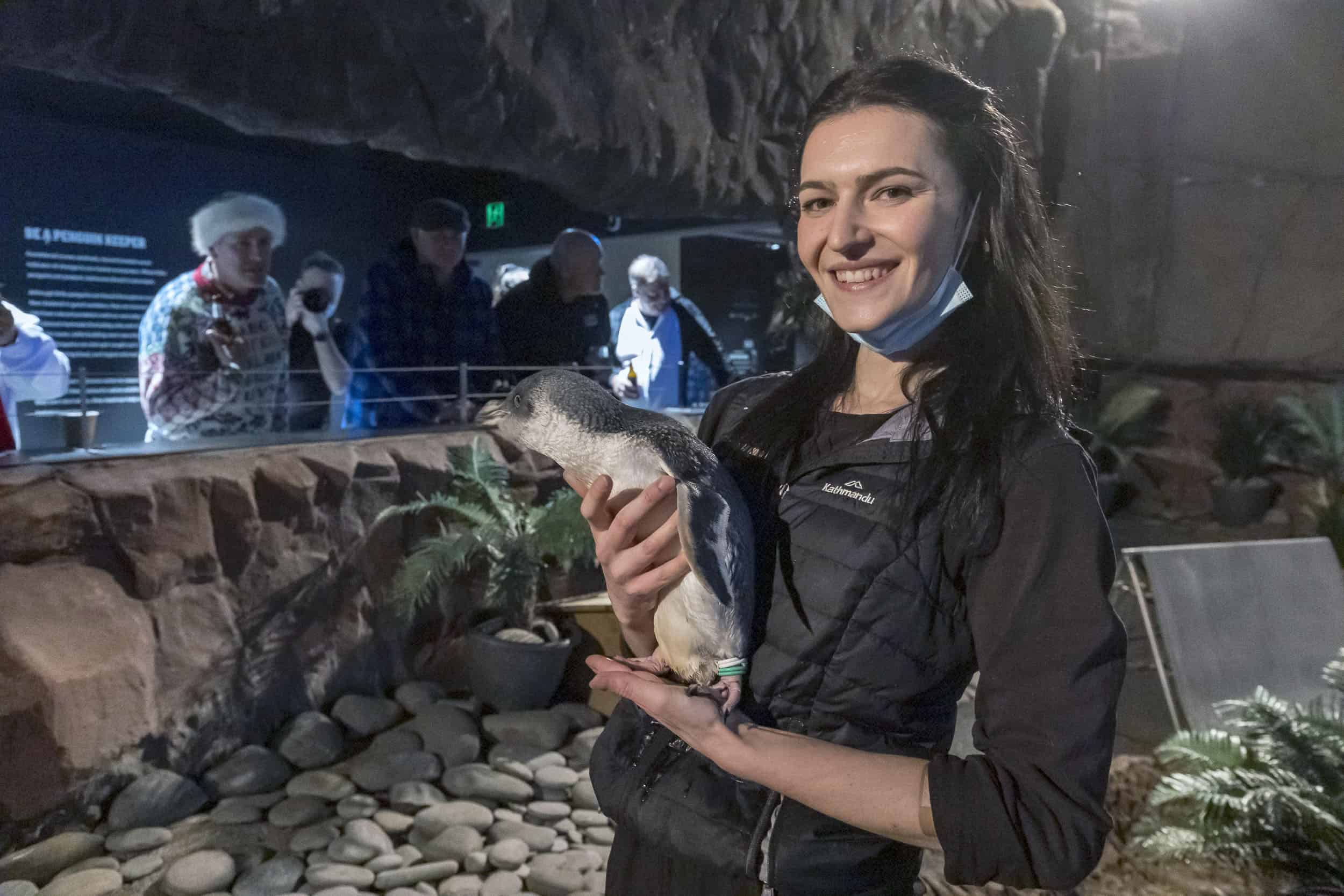Keeper holds penguin while guest enjoy an after hours corporate event at the International Antarctic Centre, Christchurch.