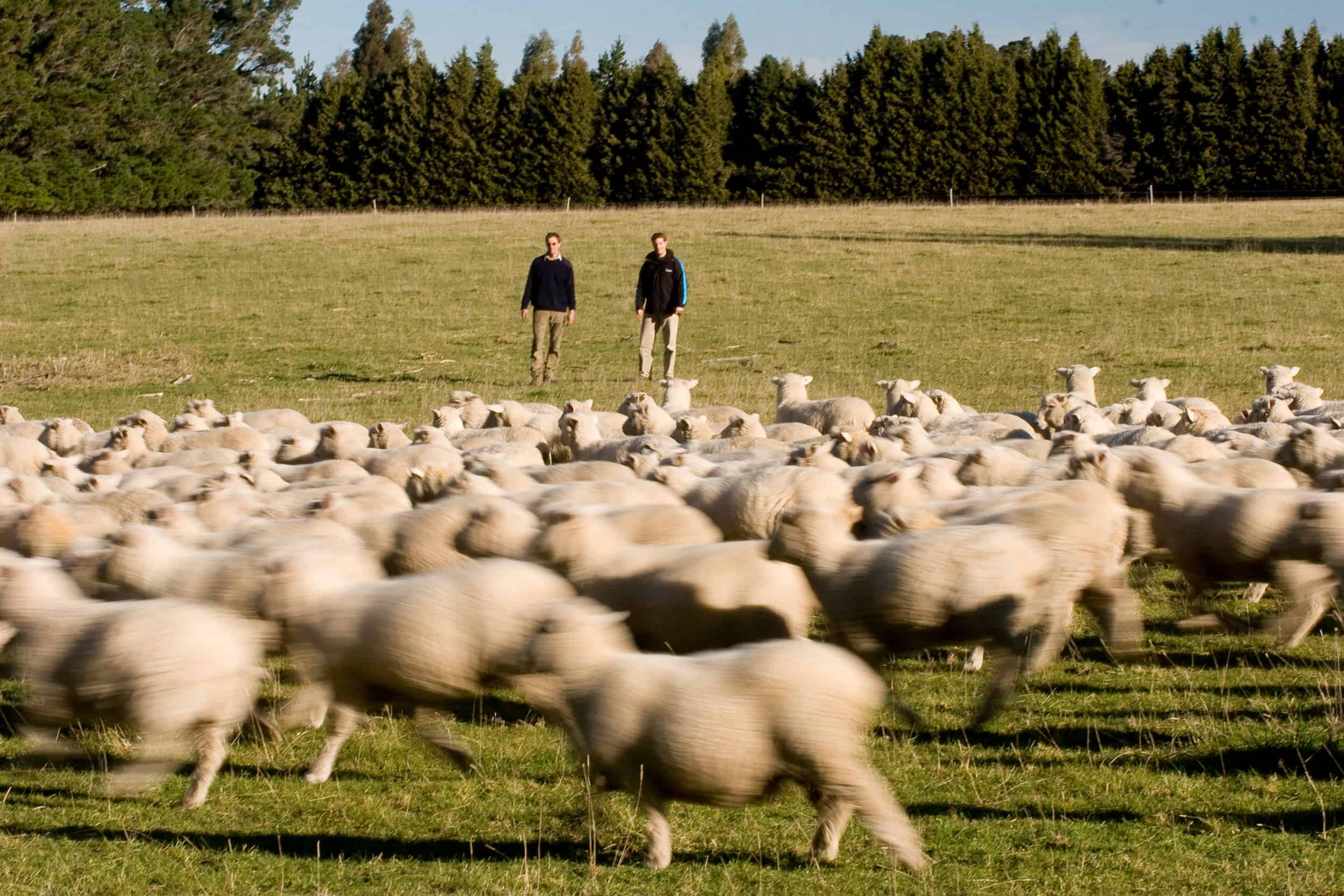 Farmer walks in paddock with rural farm advisor behind running sheep.