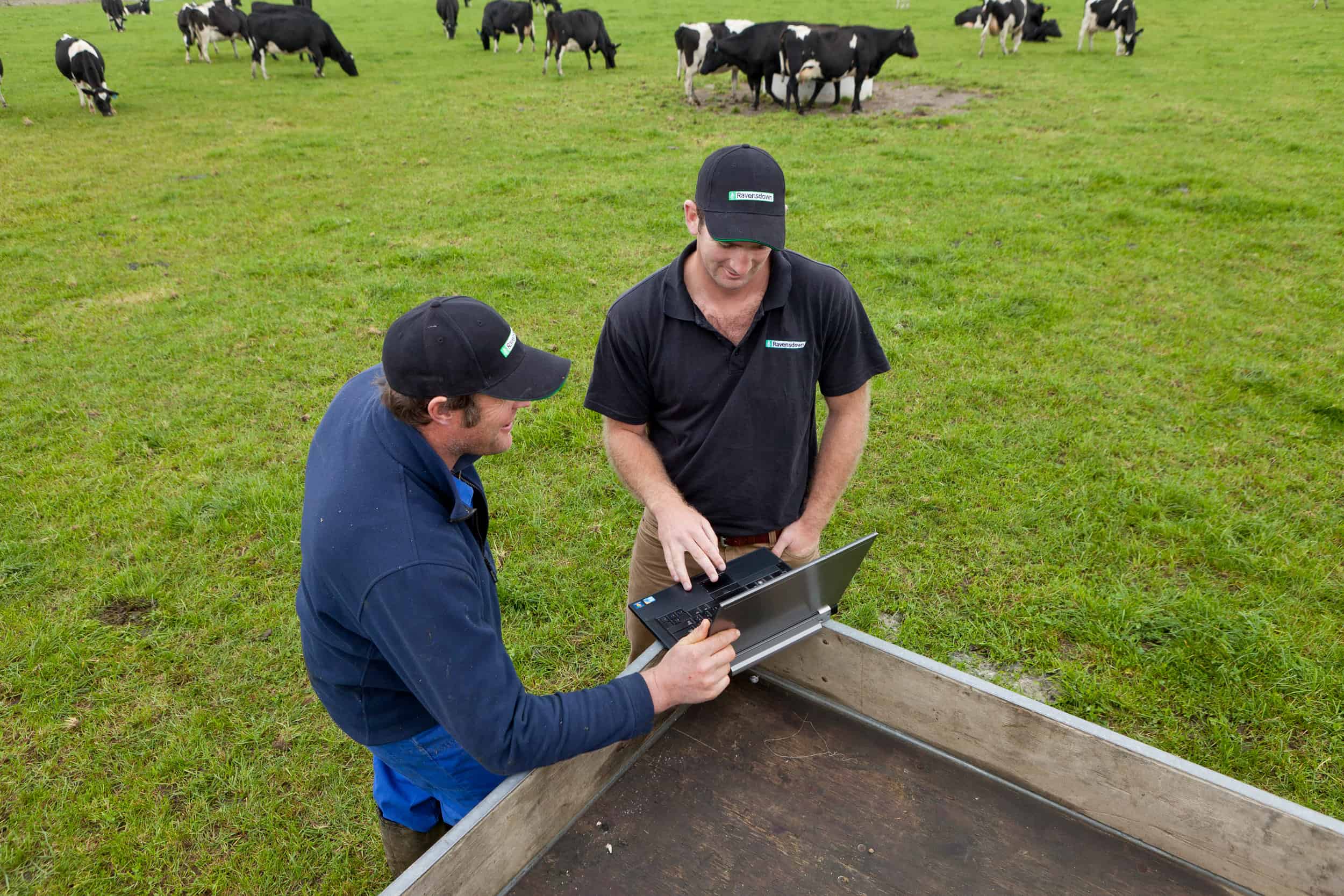 Farmer chats with rural advisor using a laptop on the back of a ute parked in a paddock.