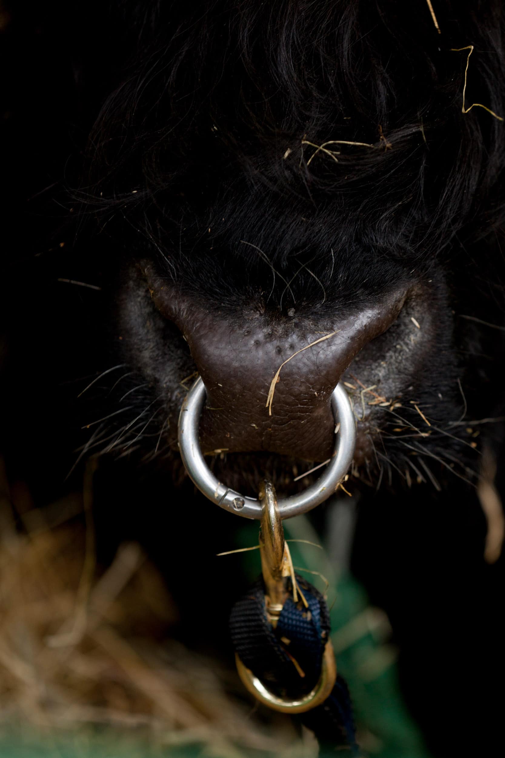 Close up of bull with metal nose ring.