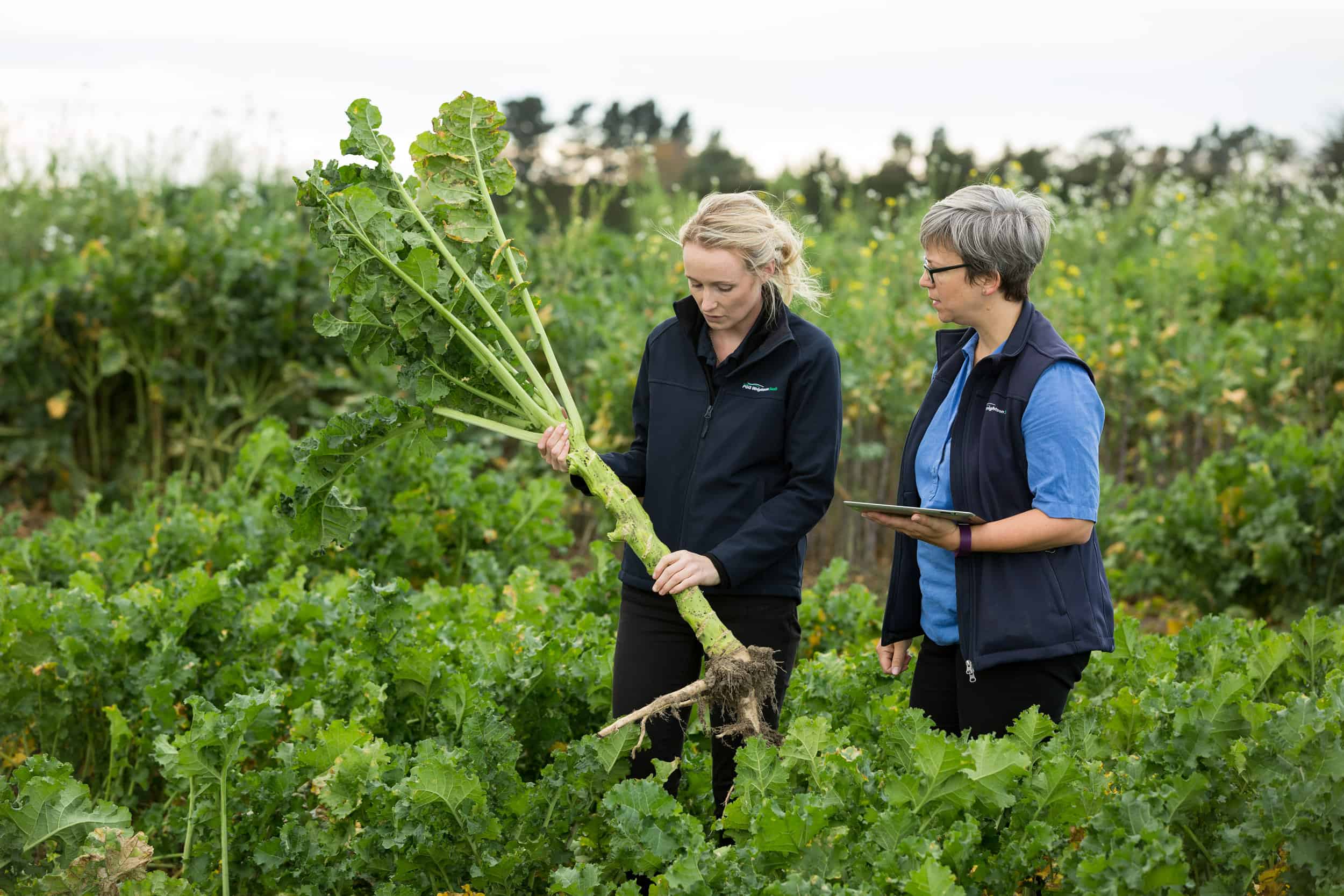 Seed reps inspect brassica animal feed crop on farm Southland.