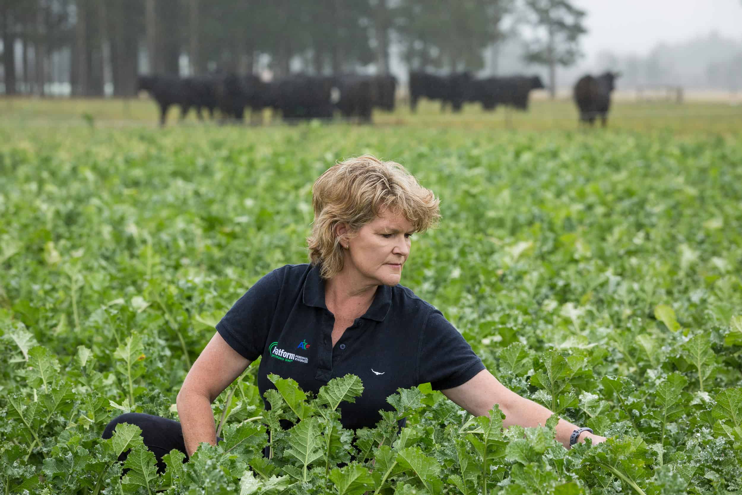 Farm advisor checks brassica crop for winter cow feed, North Canterbury.