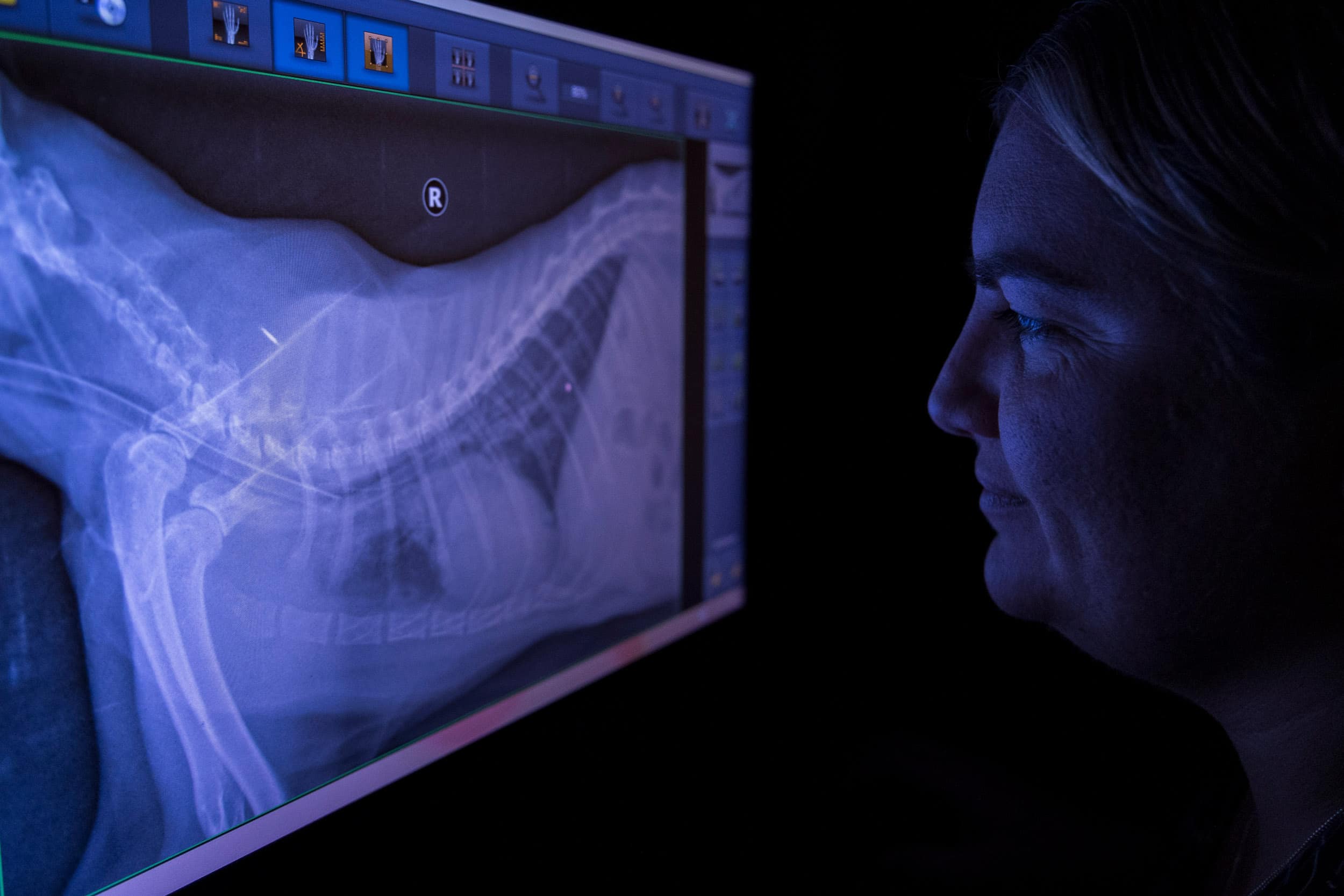 Vet looks at on screen Xray of domestic dog.